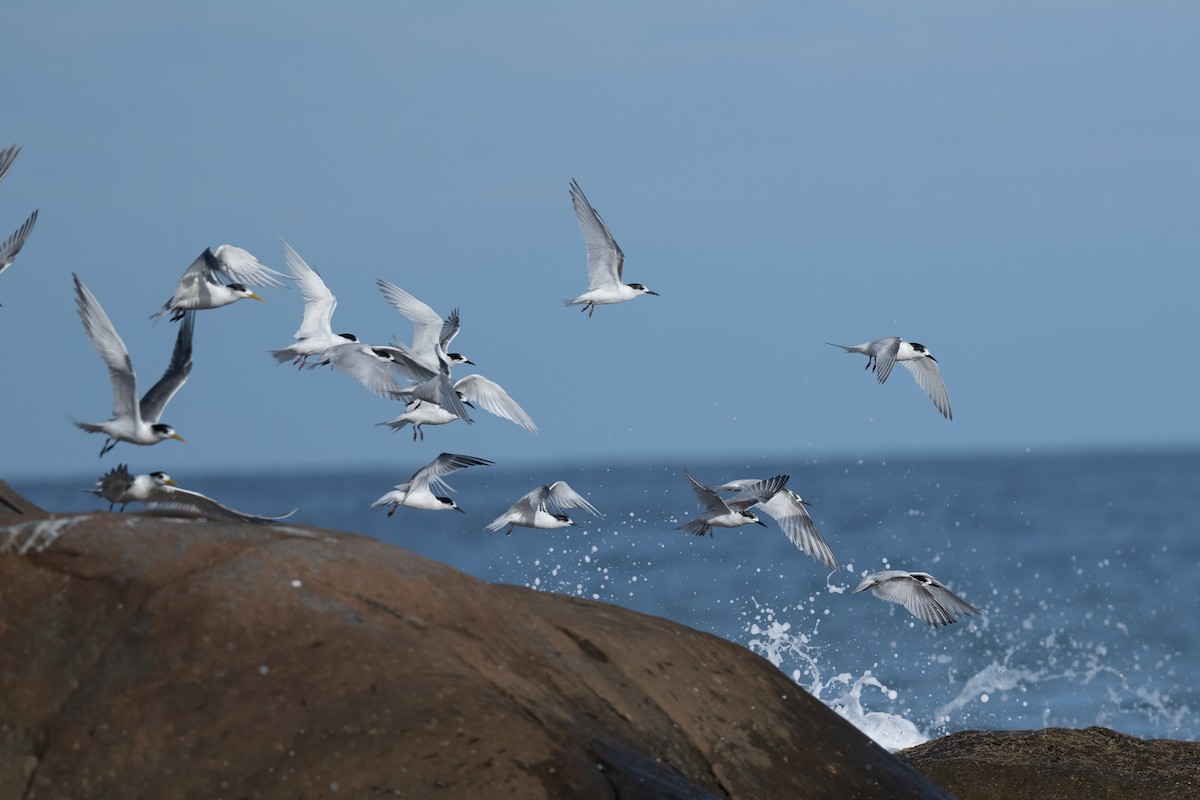 White-fronted Tern - ML622192347