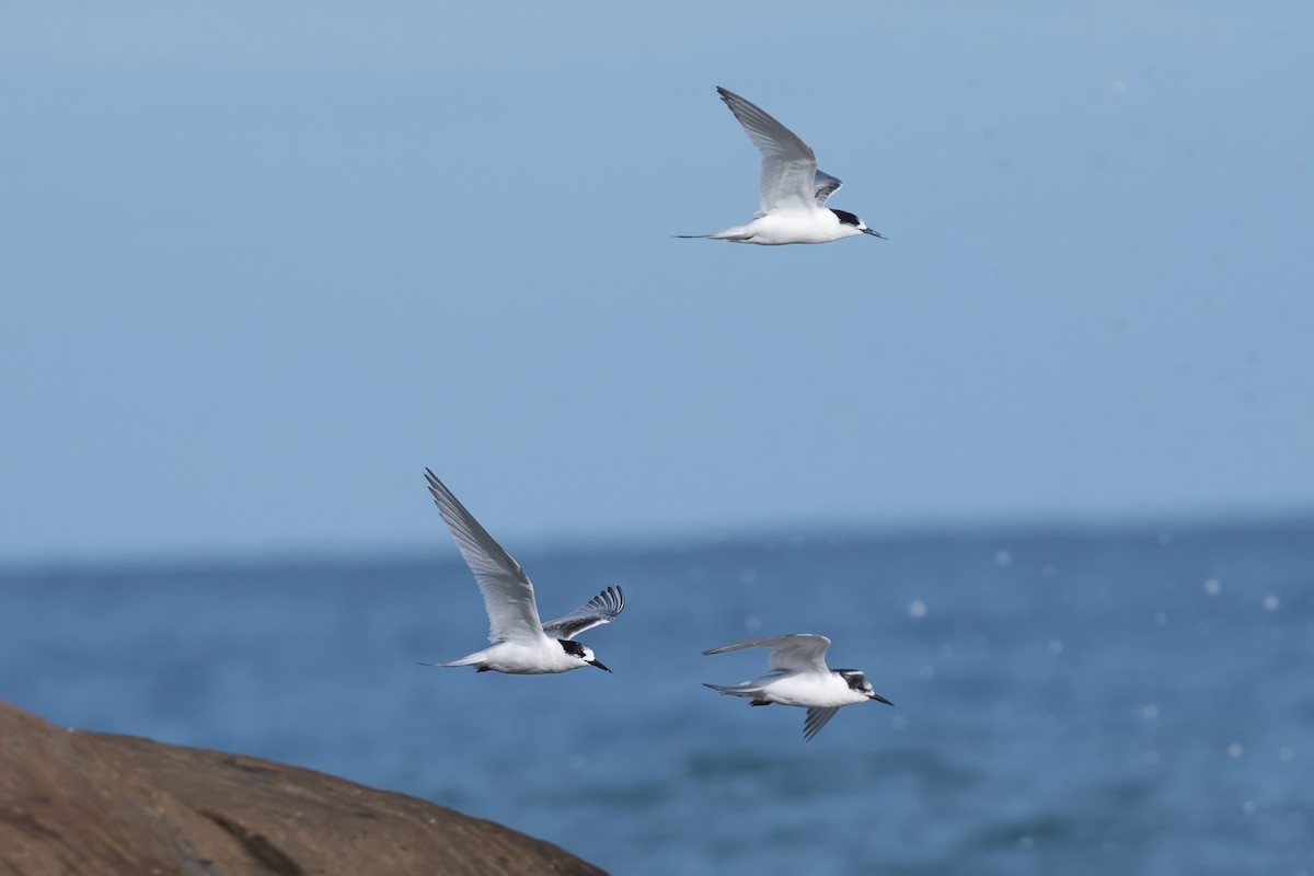 White-fronted Tern - ML622192348