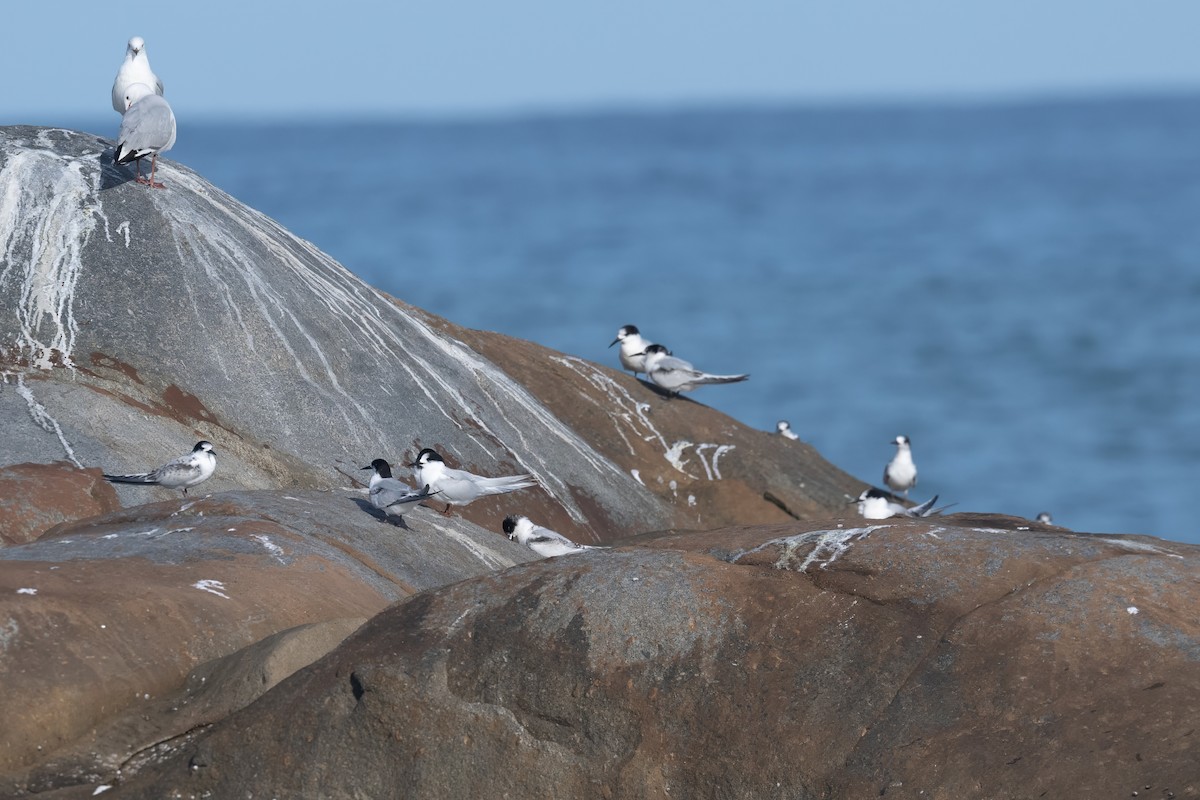 White-fronted Tern - ML622192349