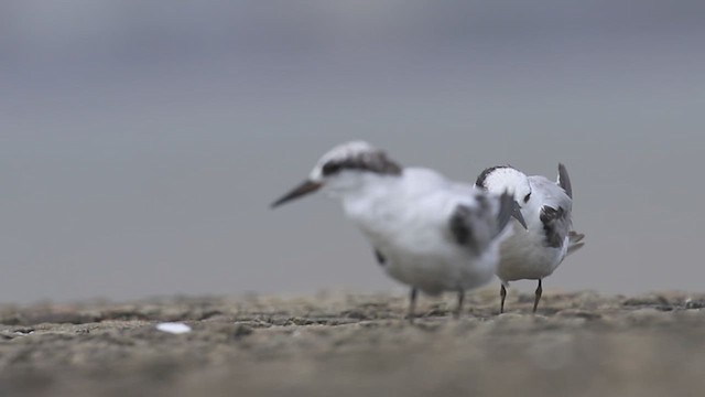 Saunders's Tern - ML622192378