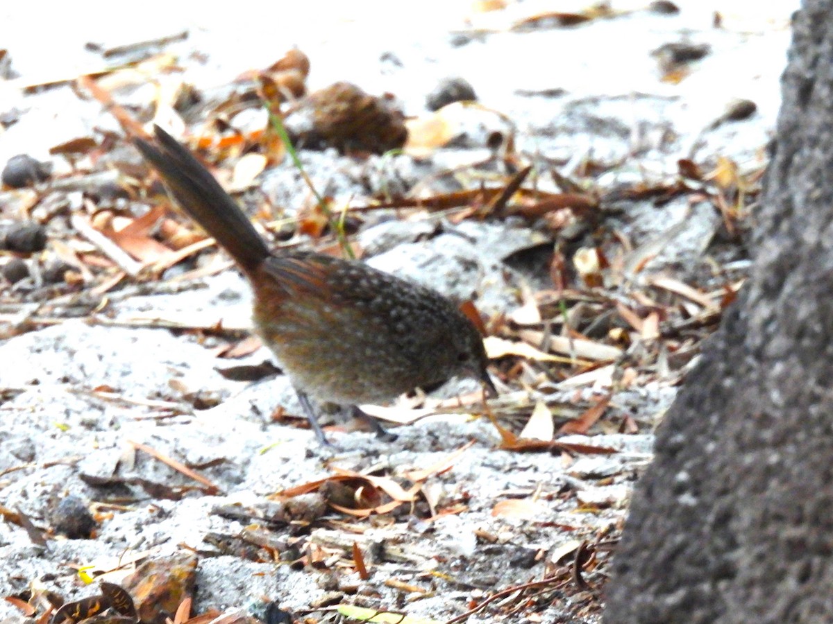 Western Bristlebird - ML622192404