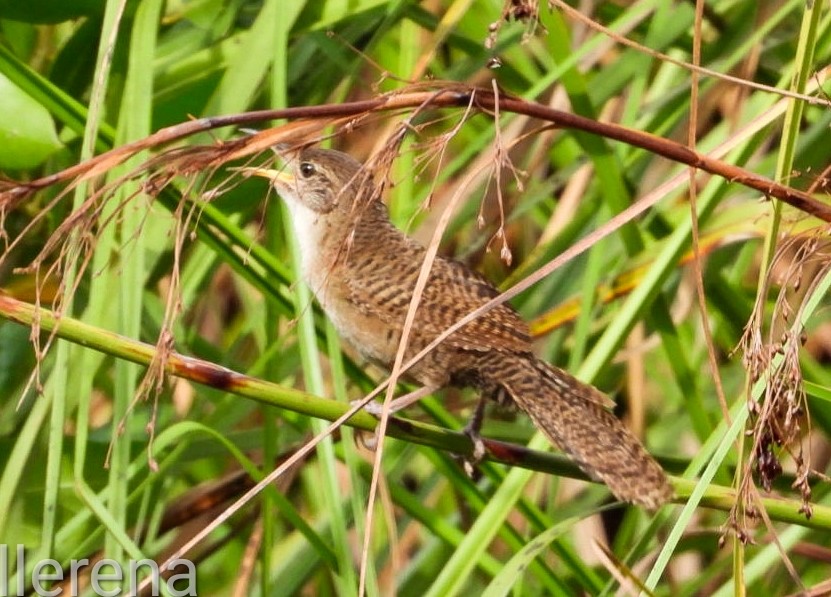 Zapata Wren - ML622192407