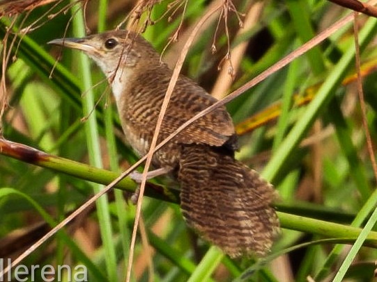 Zapata Wren - ML622192408