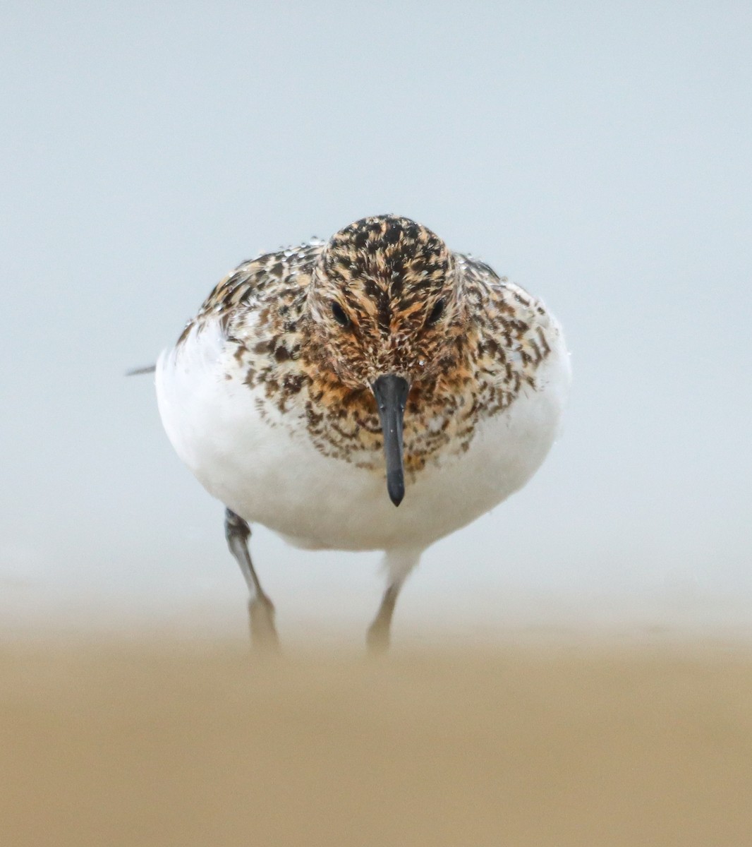 Sanderling - ML622192475