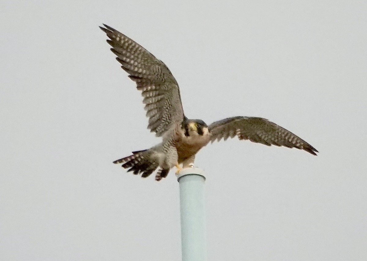 Peregrine Falcon - Thomas Michel