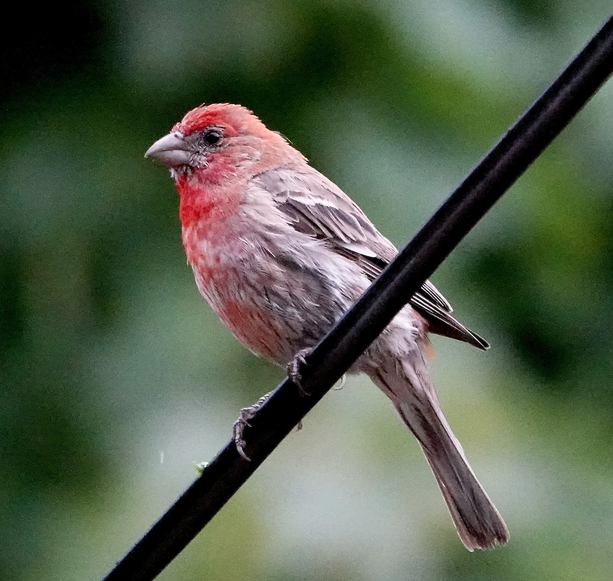 House Finch - ML622192478