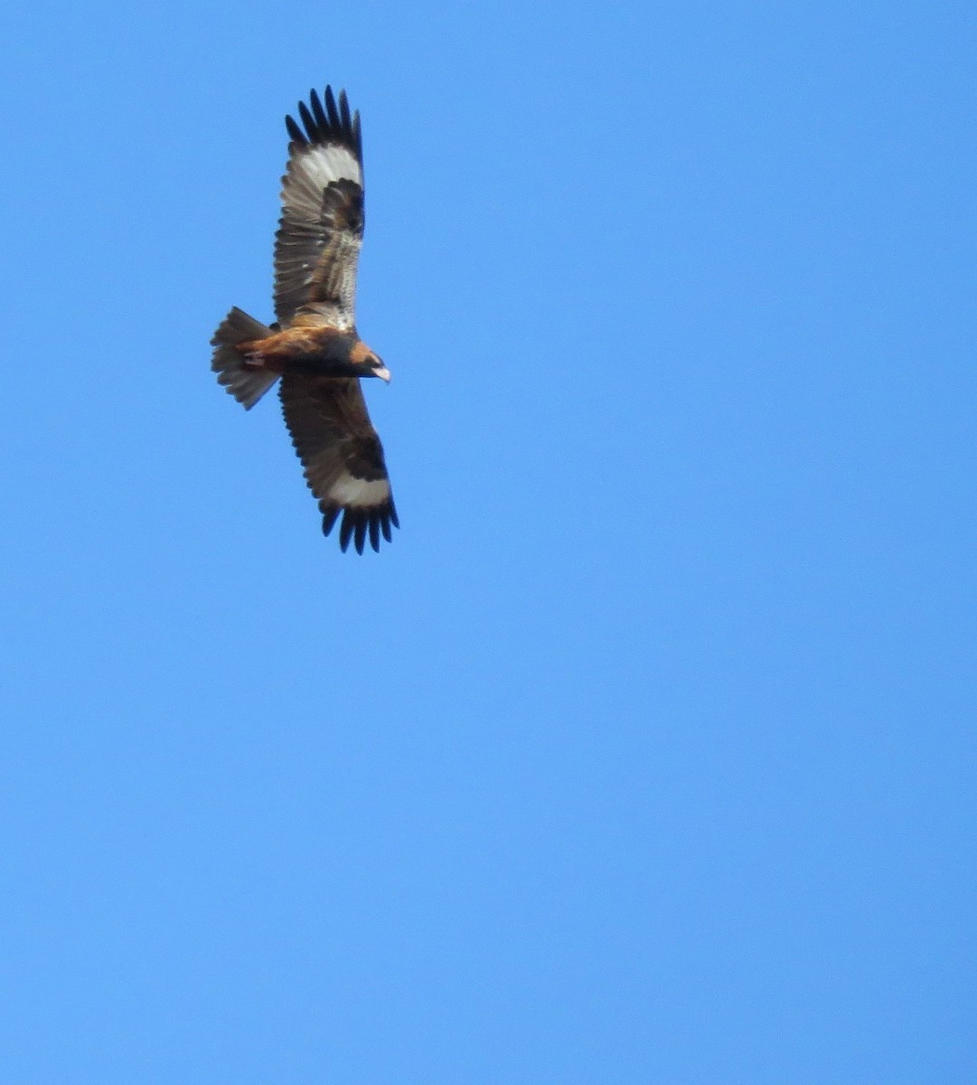 Black-breasted Kite - ML622192480