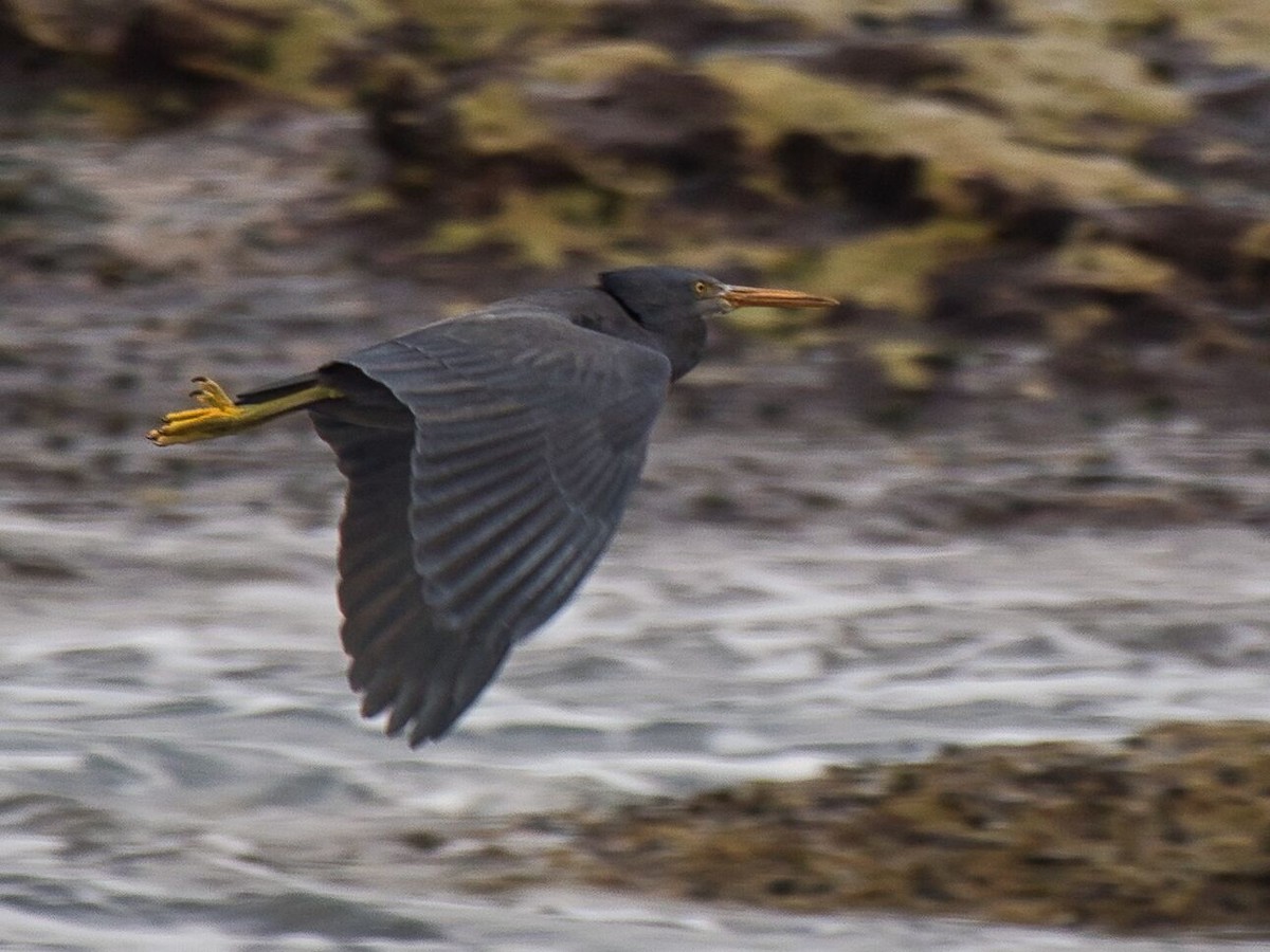 Pacific Reef-Heron - ML622192482