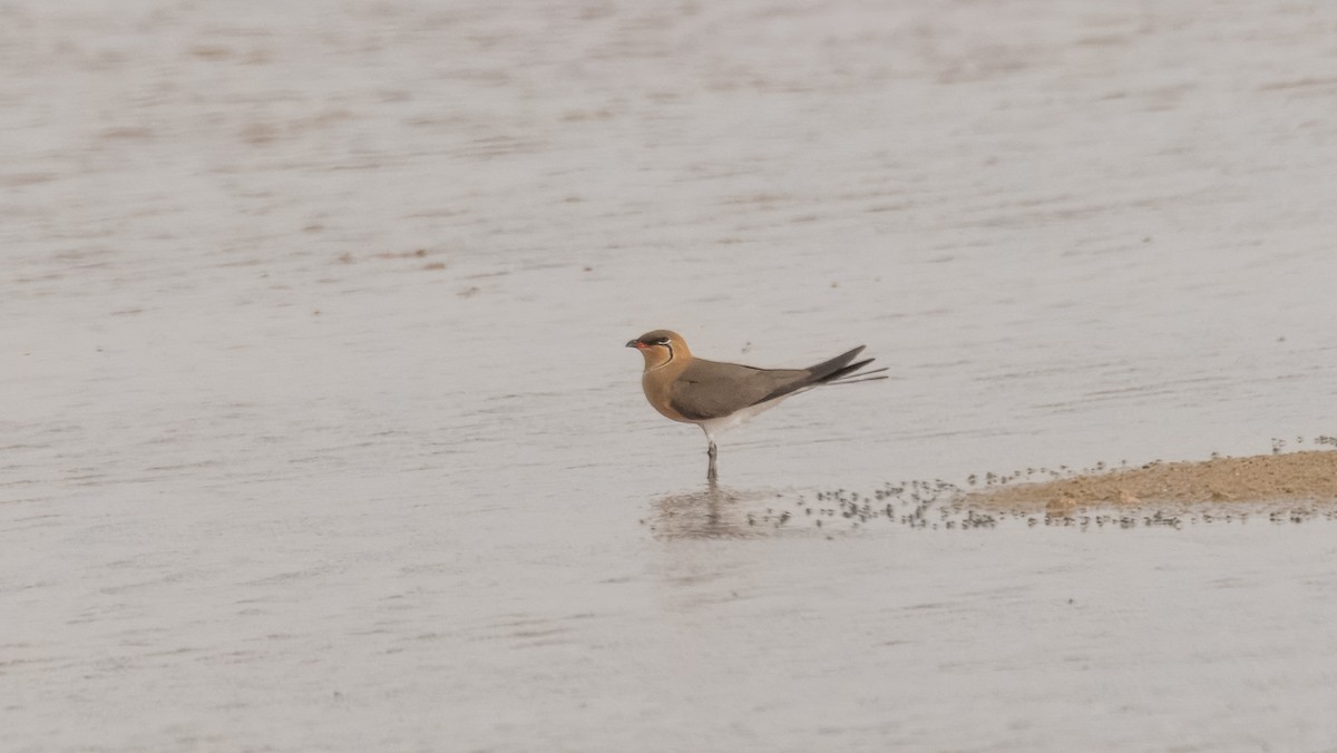 Collared Pratincole - ML622192483