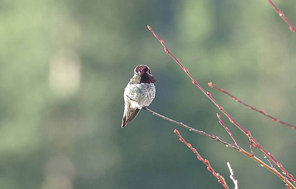 Anna's Hummingbird - ML622192484