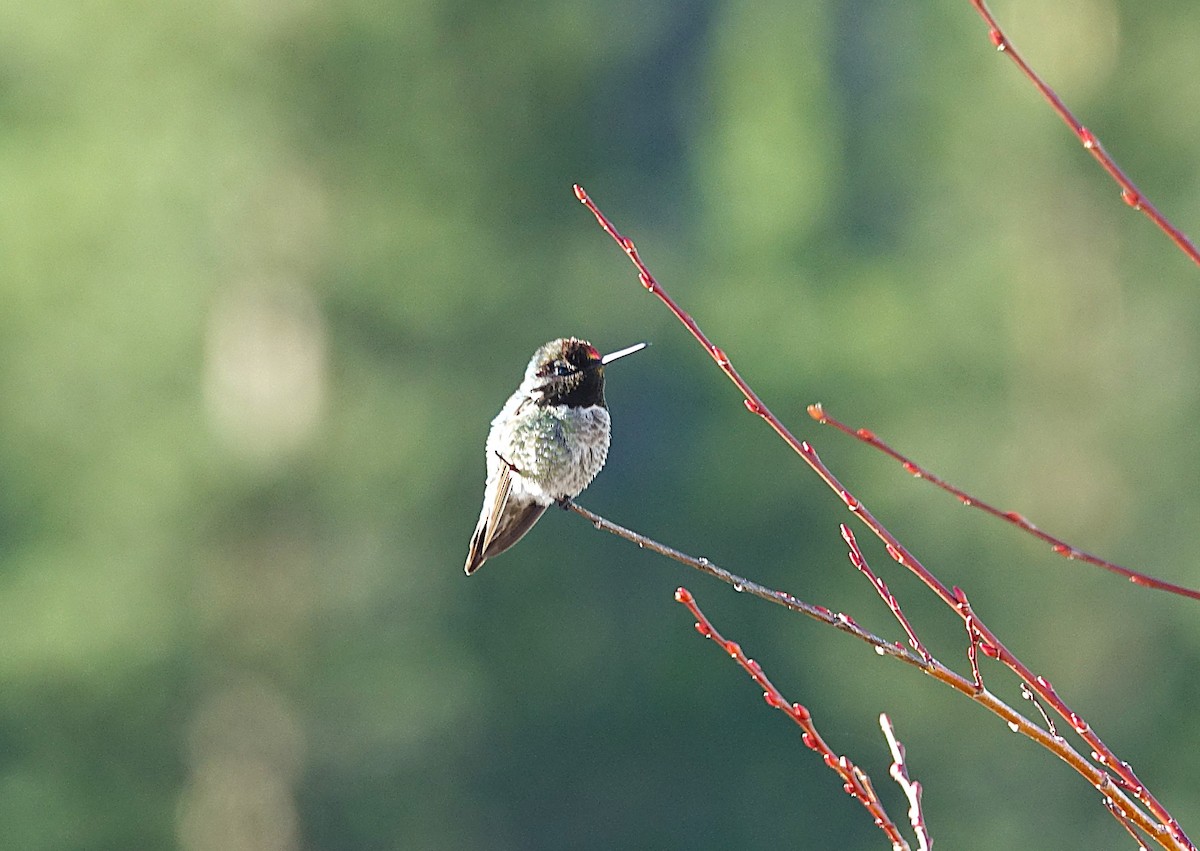 Anna's Hummingbird - ML622192485