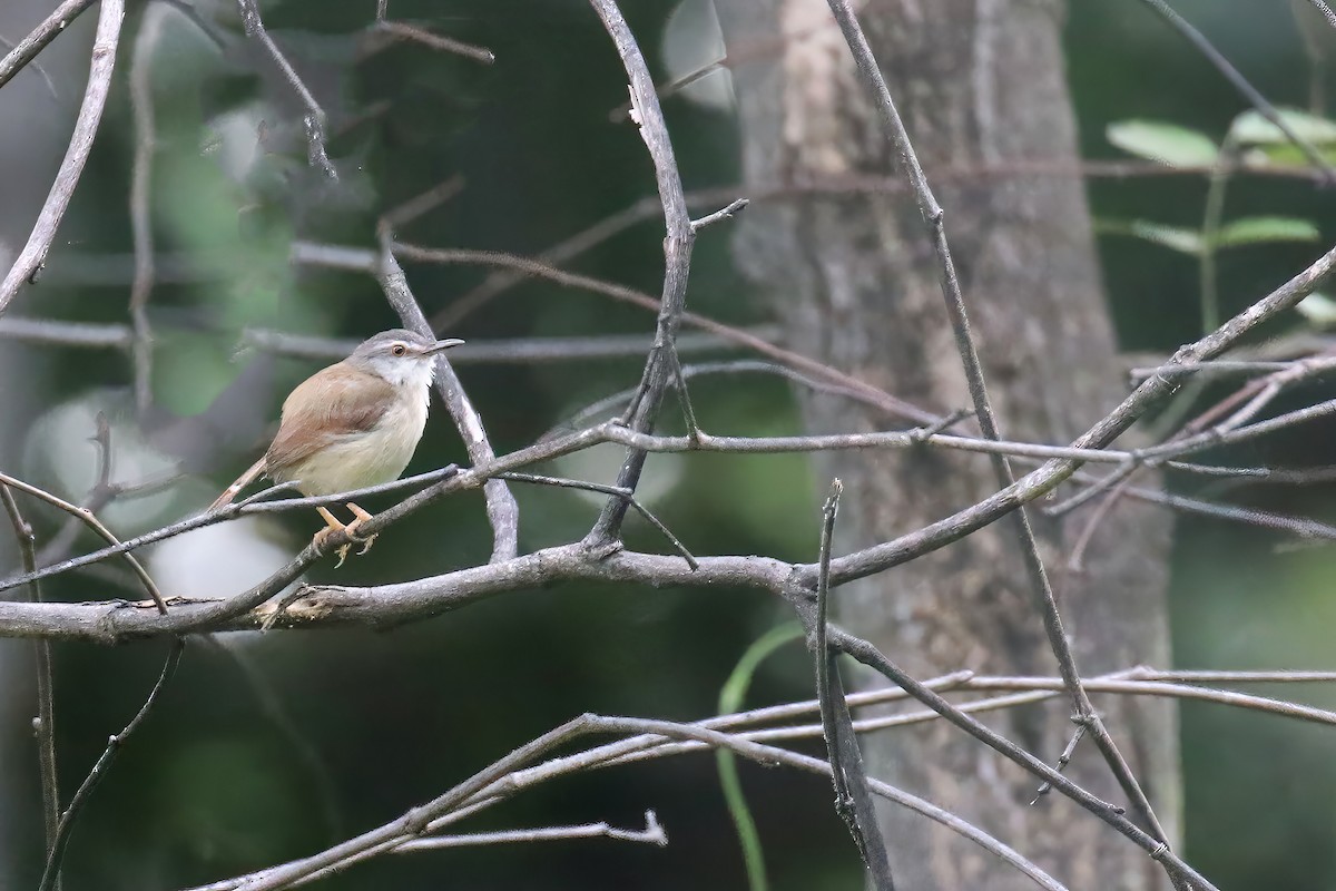 Rufescent Prinia - ML622192486