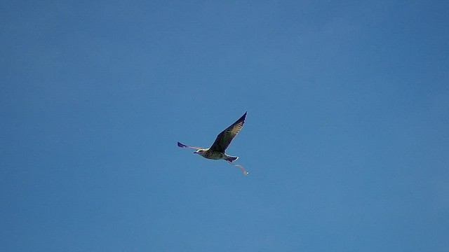 tanımsız Larus sp. - ML622192487