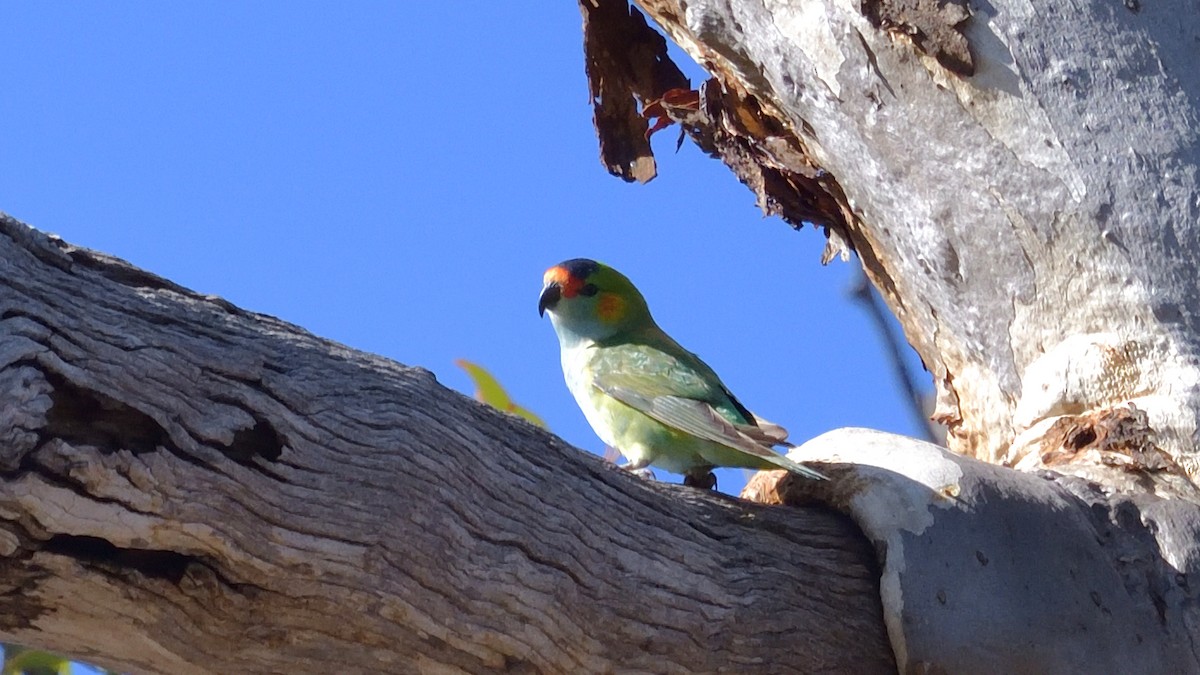 Purple-crowned Lorikeet - ML622192488