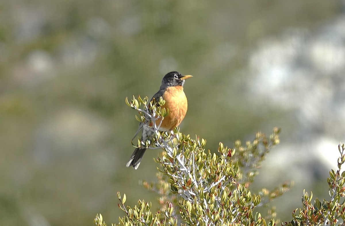 American Robin - ML622192489