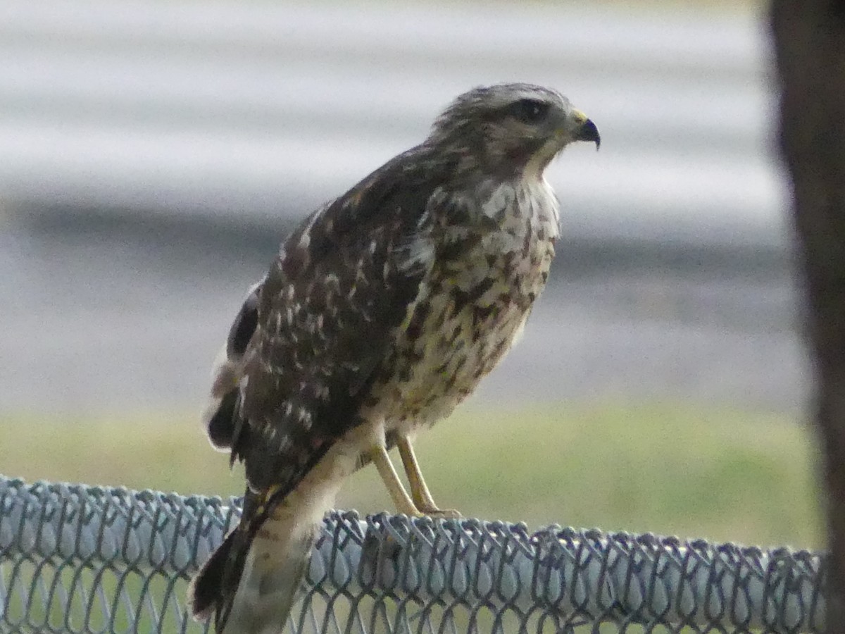 Red-shouldered Hawk - ML622192491