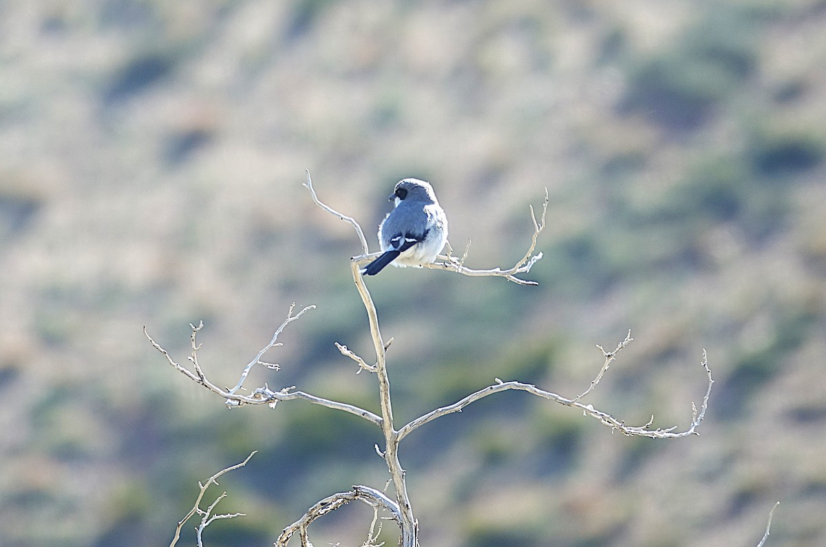 Loggerhead Shrike - ML622192492