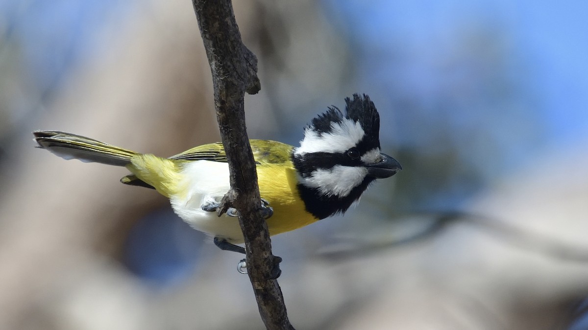 Western Shrike-tit - ML622192493