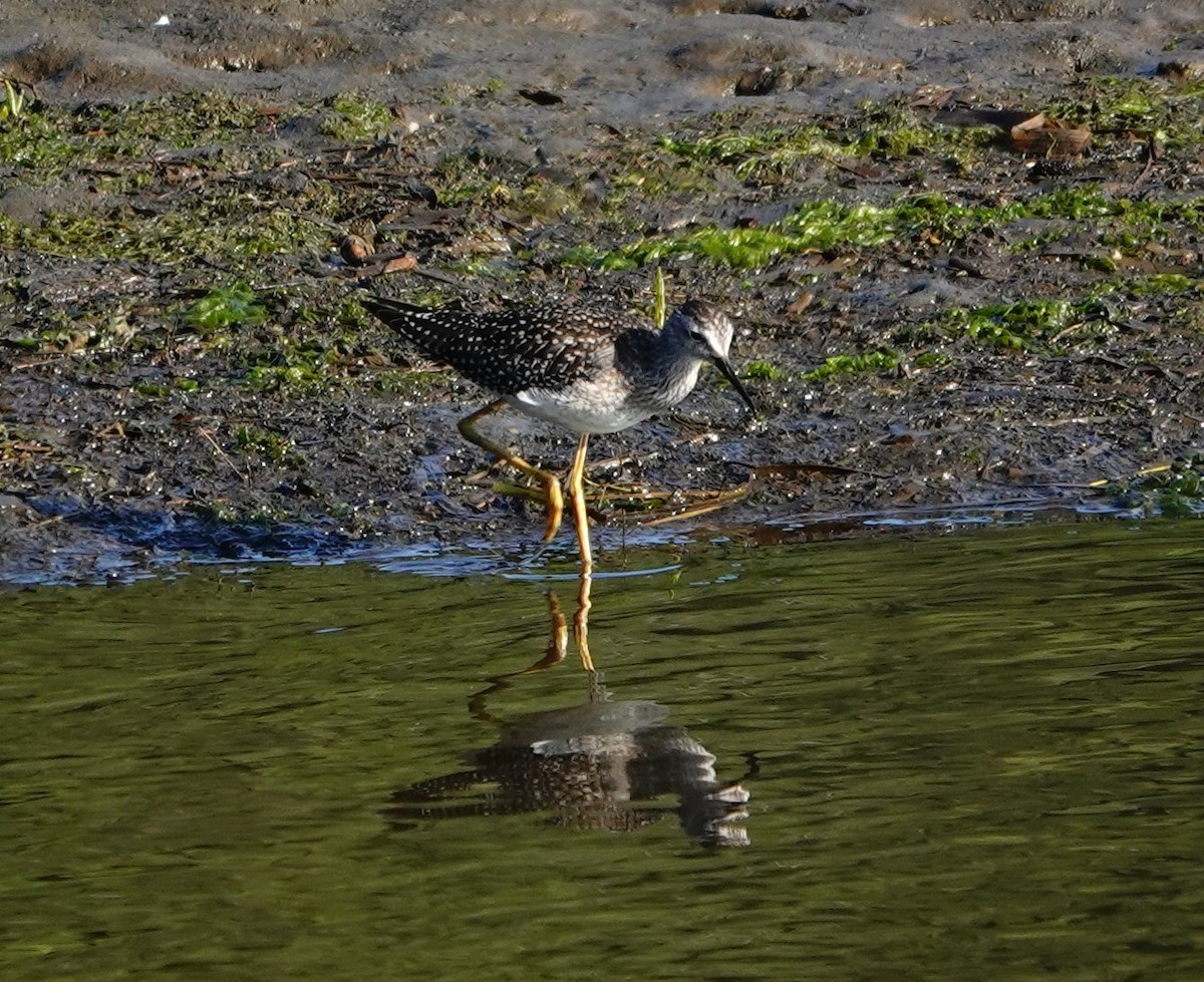 Lesser Yellowlegs - ML622192494