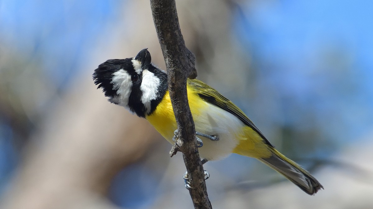 Western Shrike-tit - ML622192495