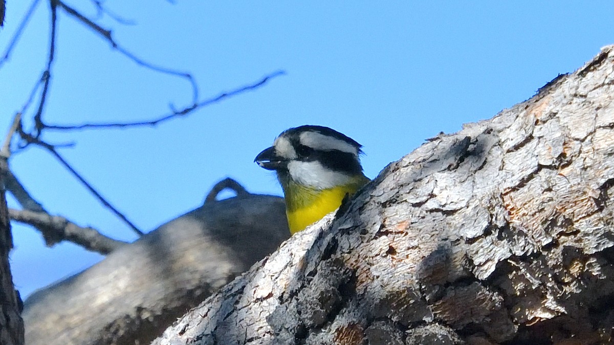 Western Shrike-tit - ML622192497