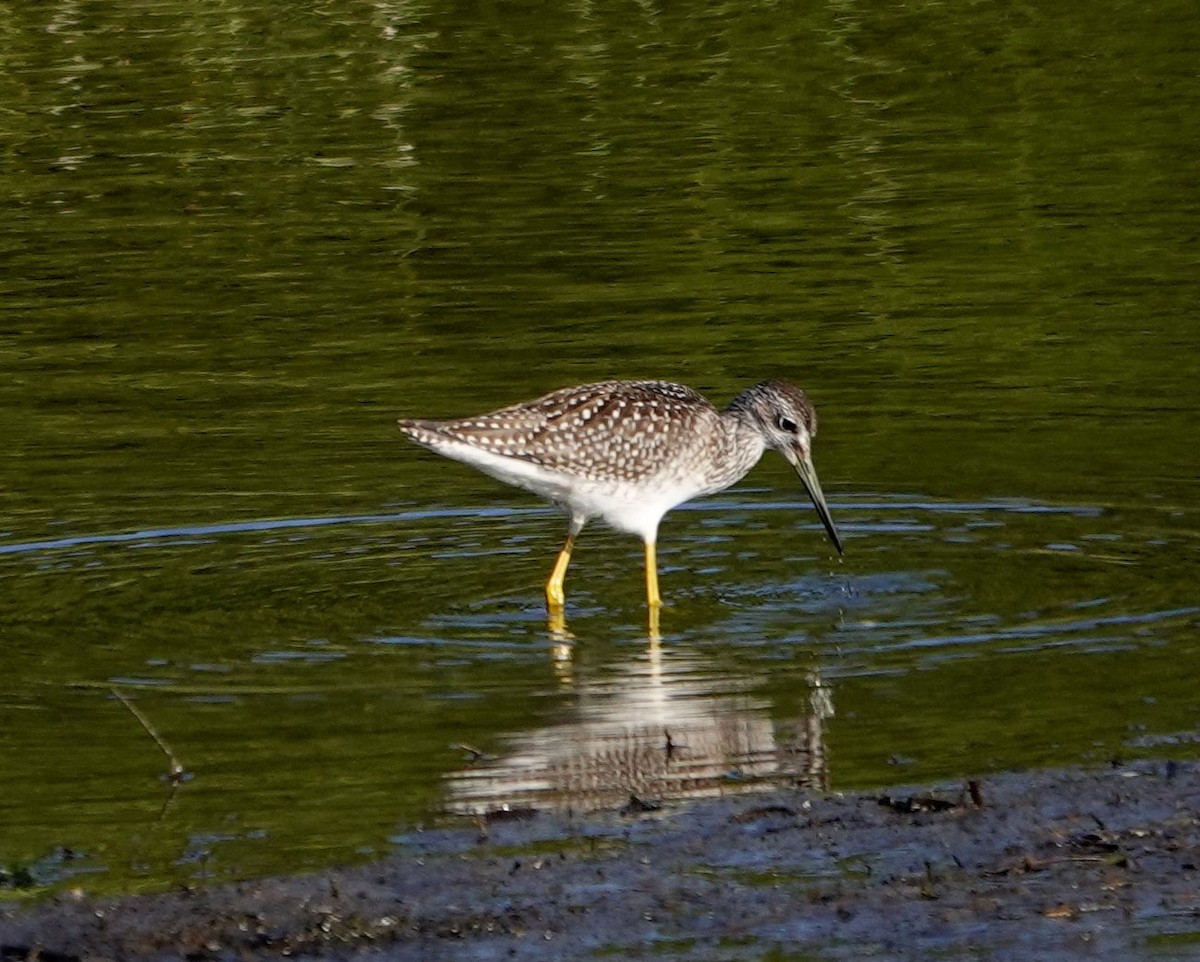 Greater Yellowlegs - ML622192498