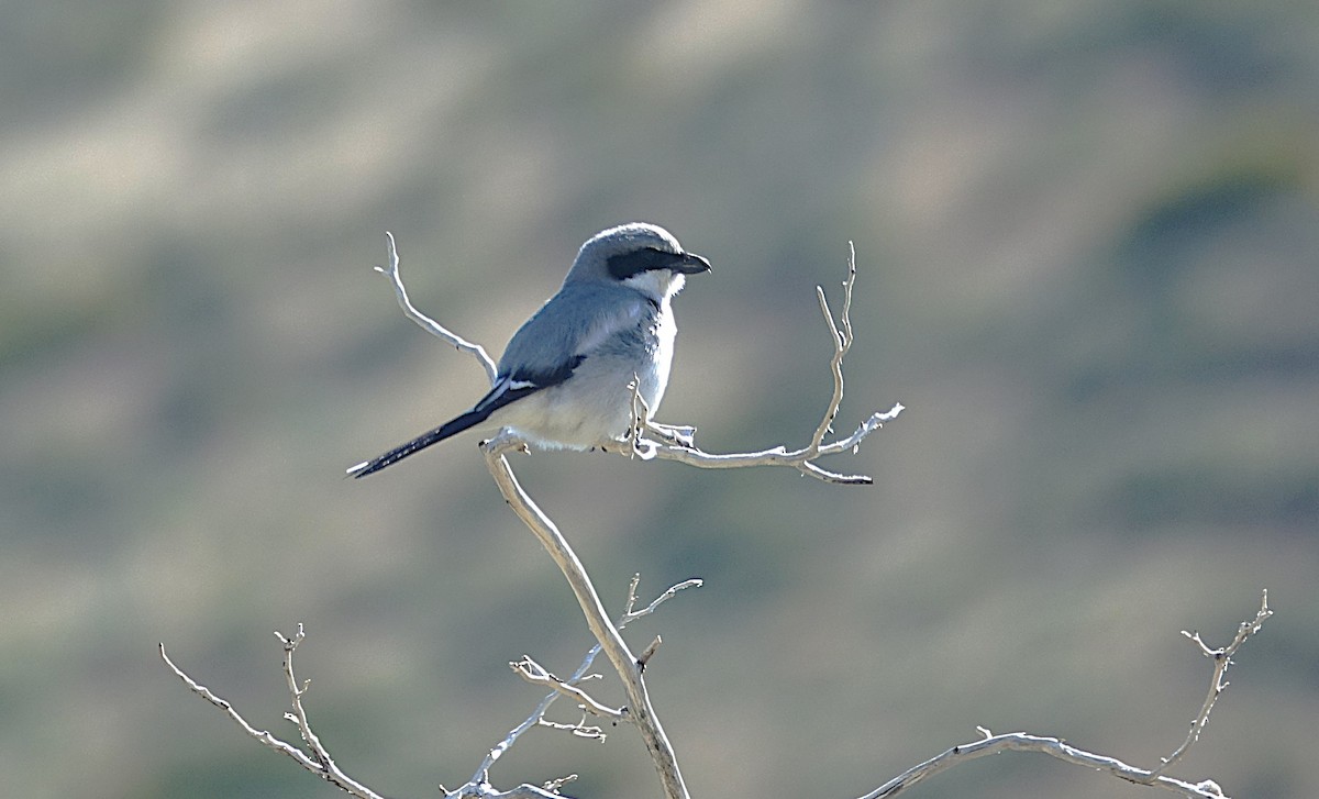 Loggerhead Shrike - ML622192500