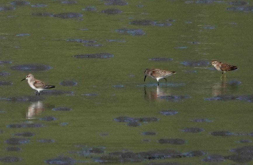 Western Sandpiper - Denis Dujardin