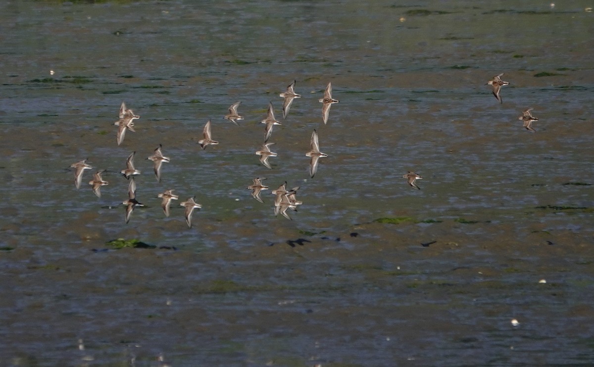 Western Sandpiper - Denis Dujardin