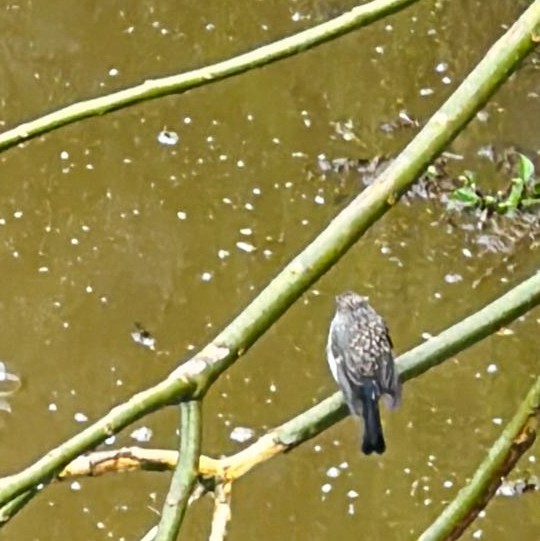 Nilgiri Flycatcher - ML622192601