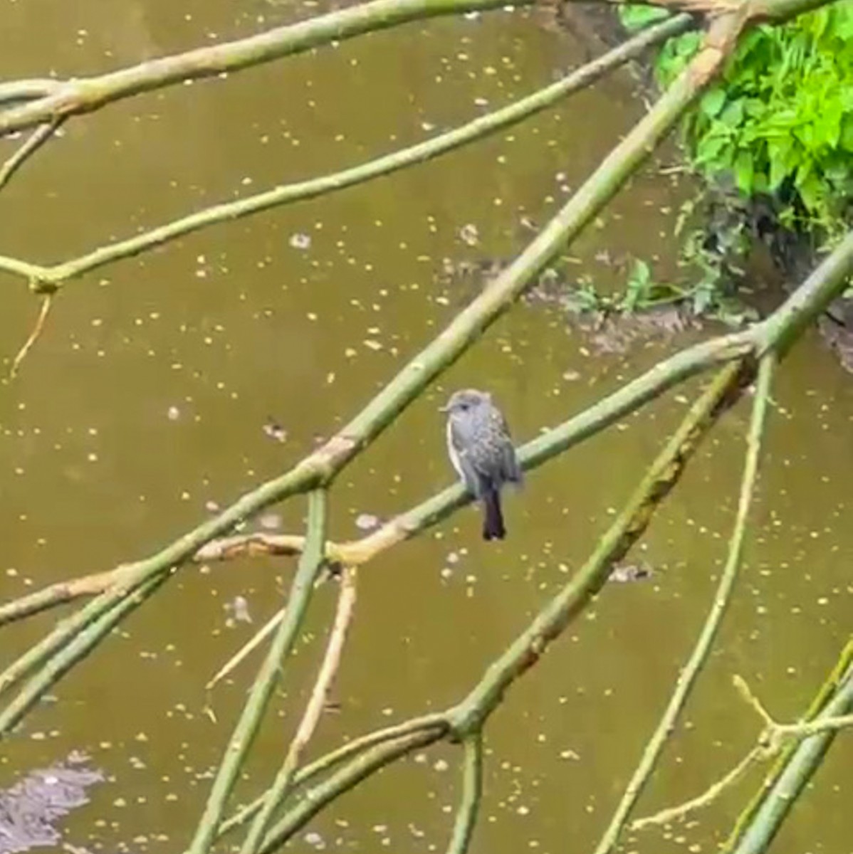 Nilgiri Flycatcher - ML622192602