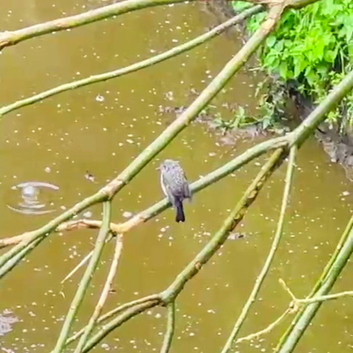 Nilgiri Flycatcher - ML622192603