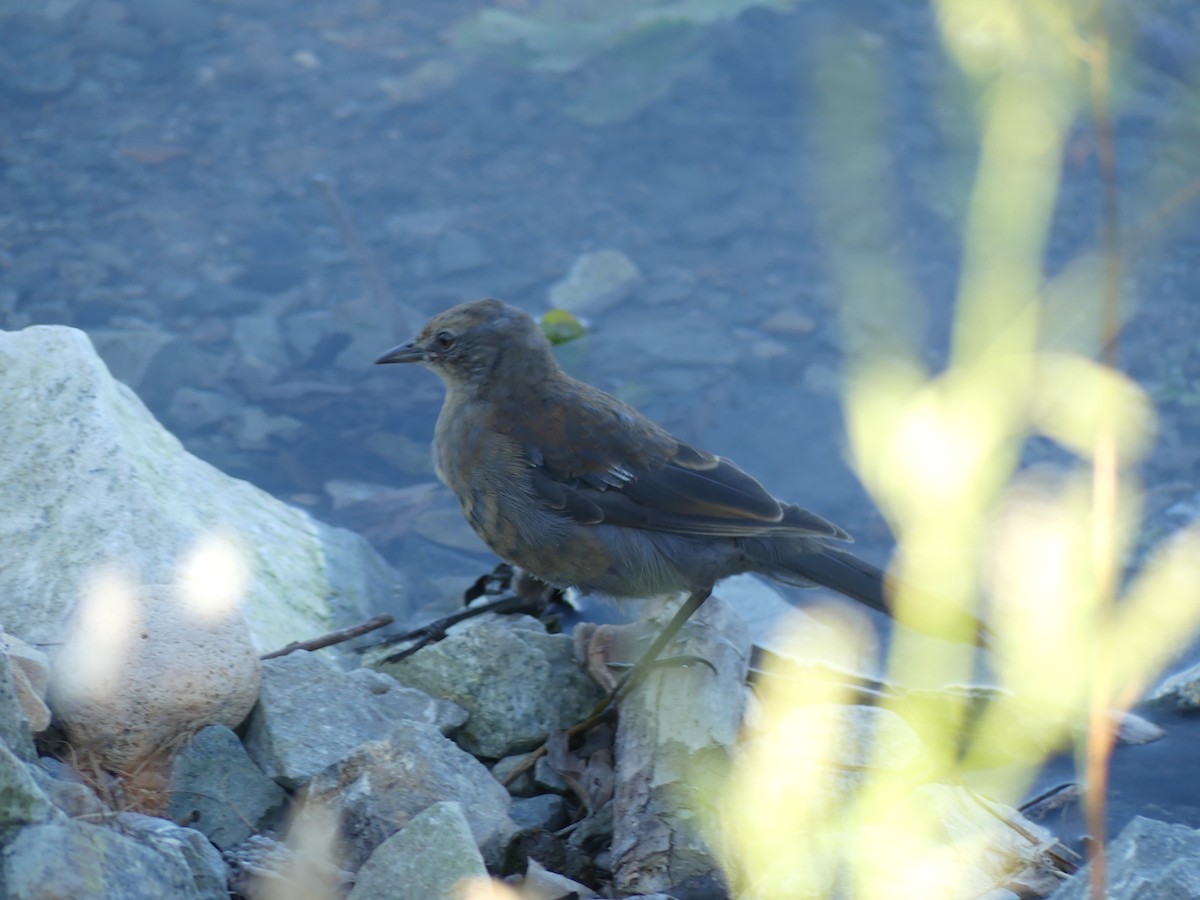 Rusty Blackbird - T A