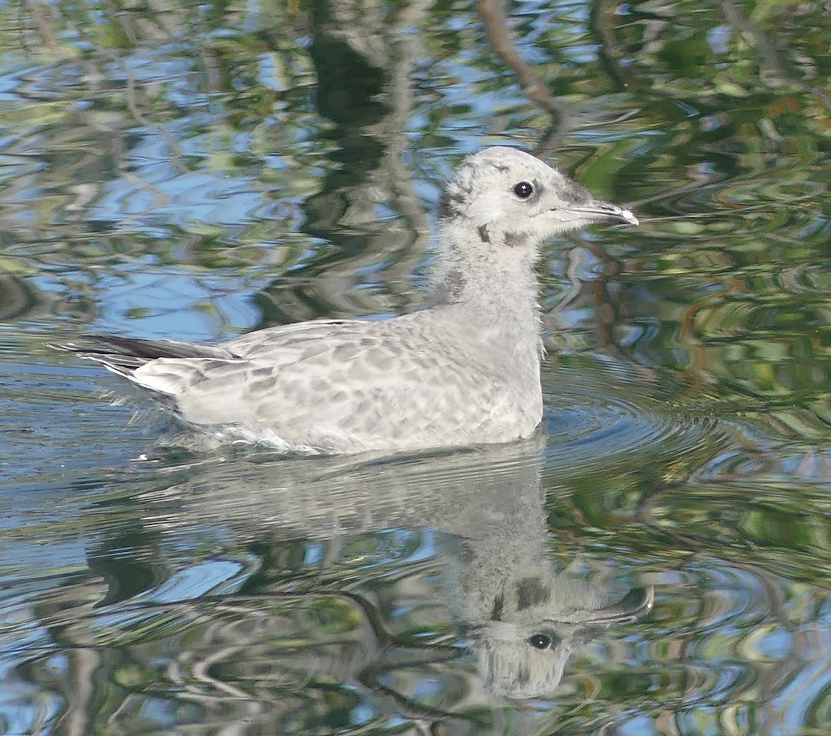 Short-billed Gull - ML622192683