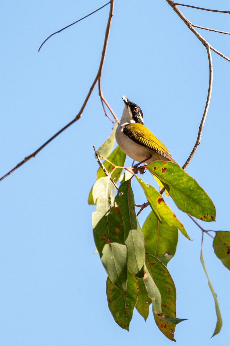 White-throated Honeyeater - ML622192697