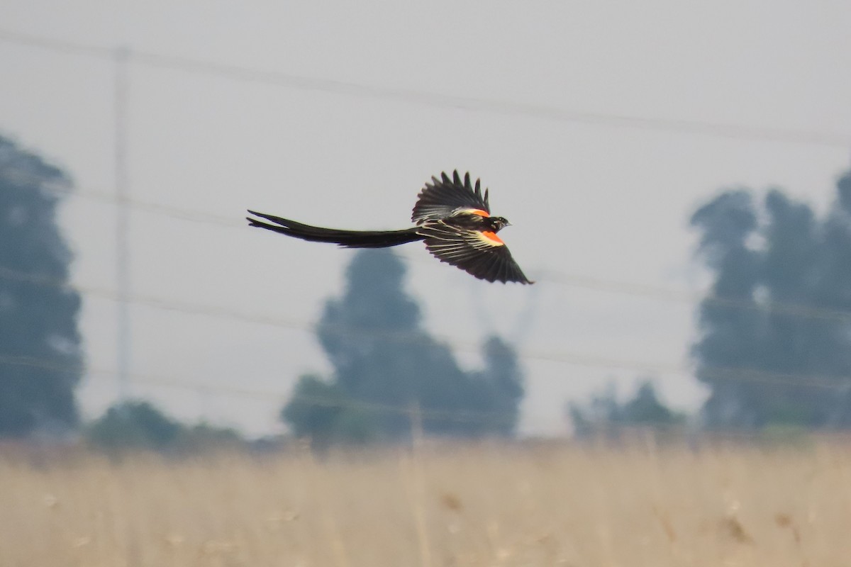 Long-tailed Widowbird - ML622192720