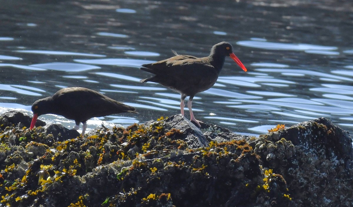 Black Oystercatcher - ML622192722