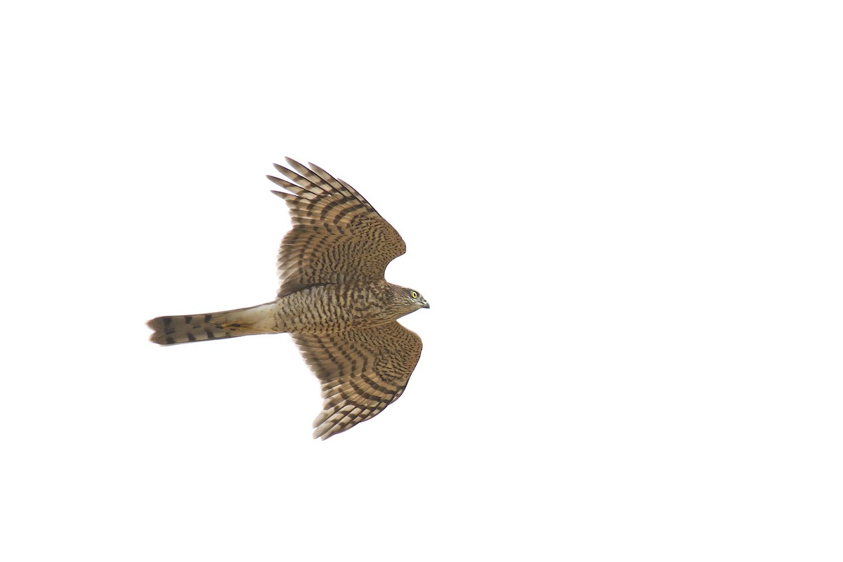 Eurasian Sparrowhawk - ML622192723