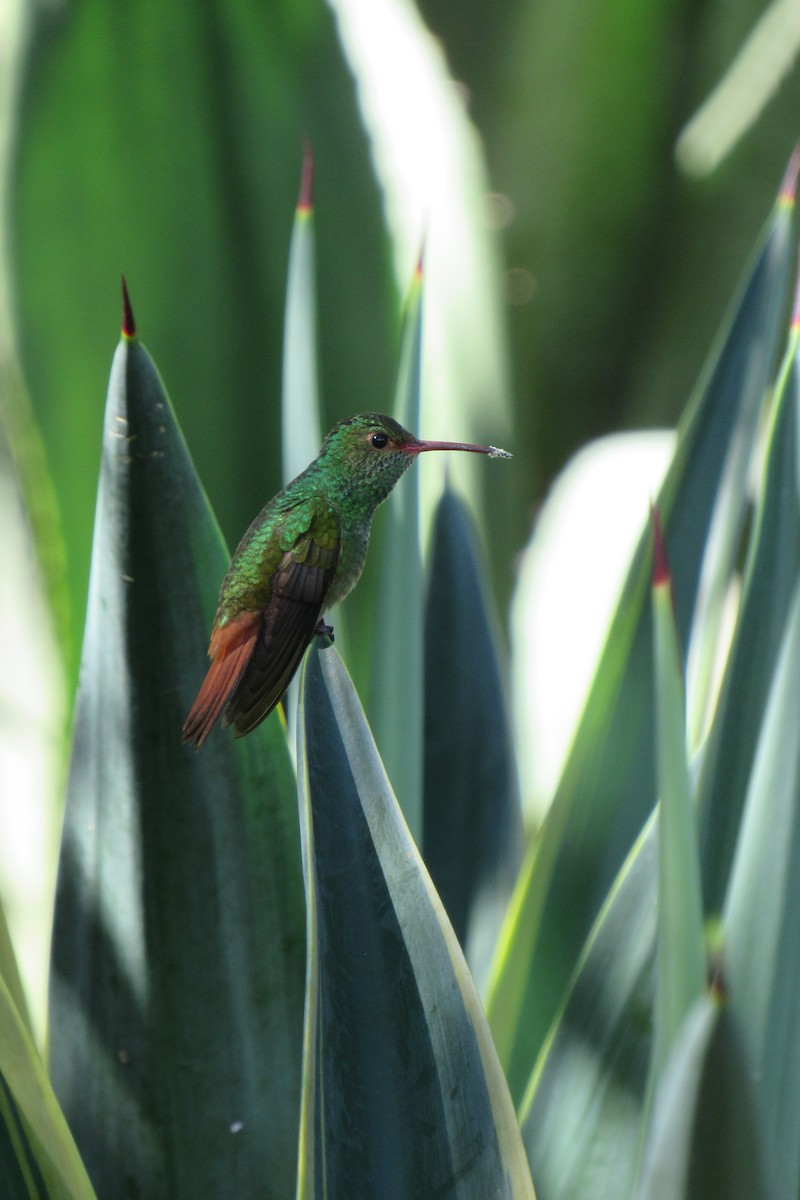 Rufous-tailed Hummingbird - ML622192724