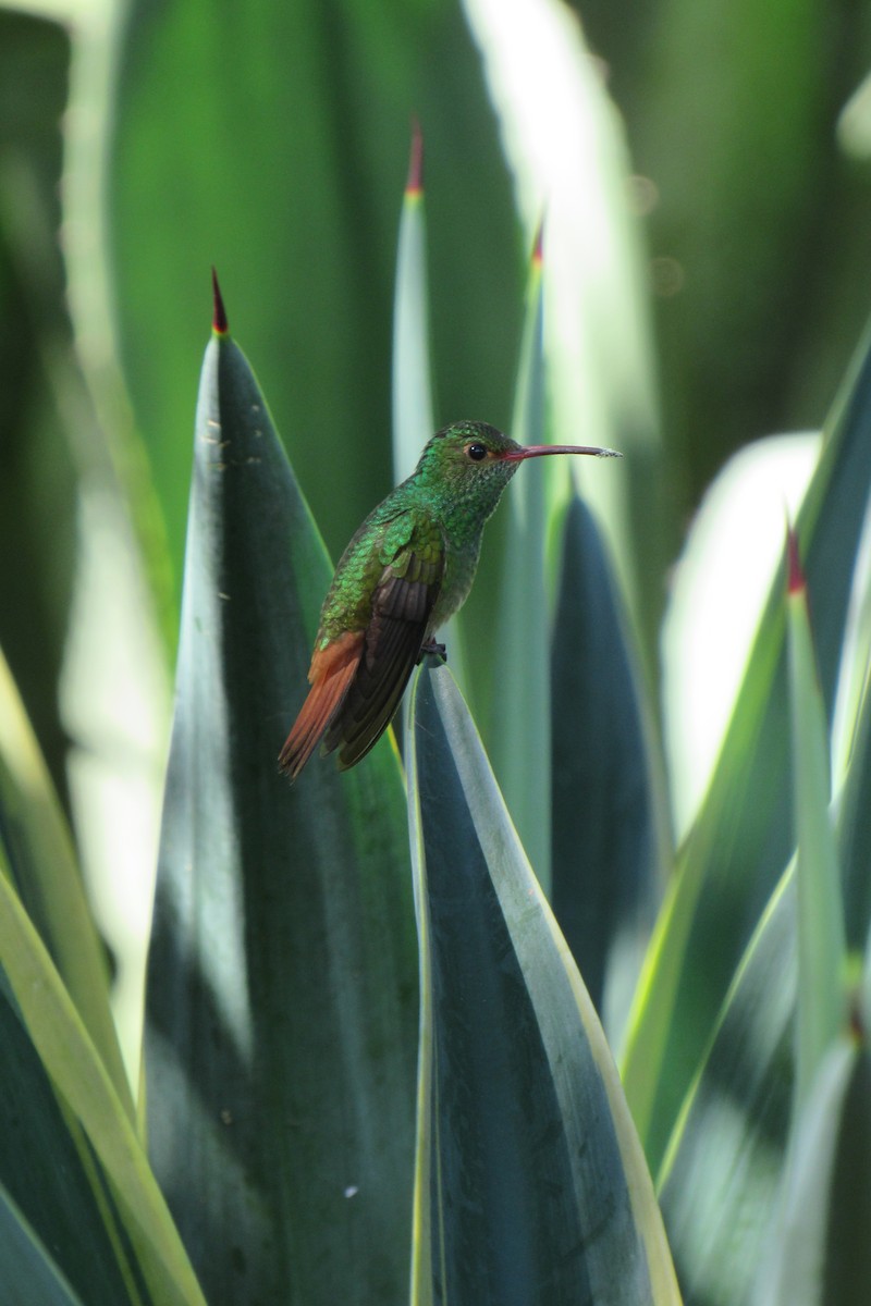 Rufous-tailed Hummingbird - ML622192725