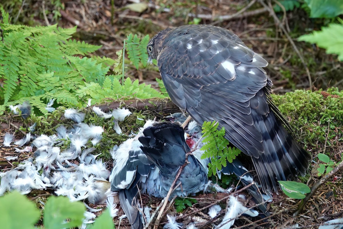 Sharp-shinned Hawk - ML622192726