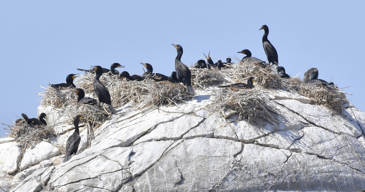 Double-crested Cormorant - ML622192727