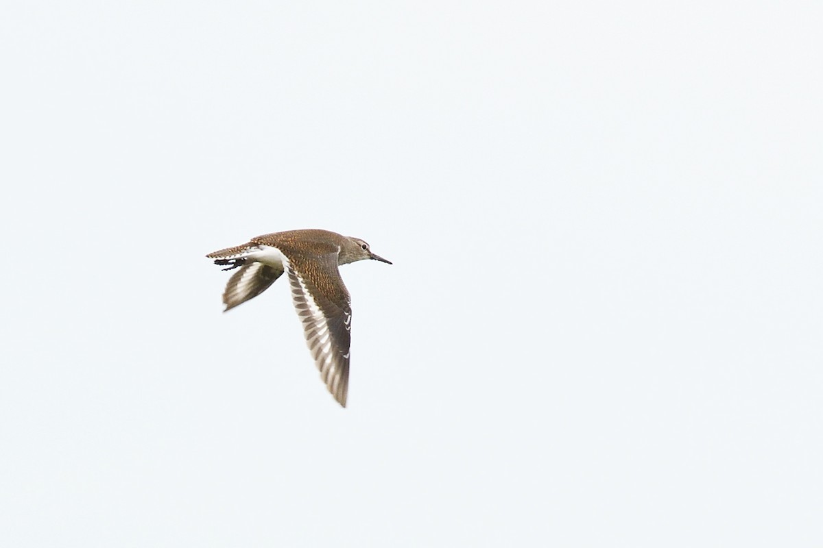 Common Sandpiper - ML622192728