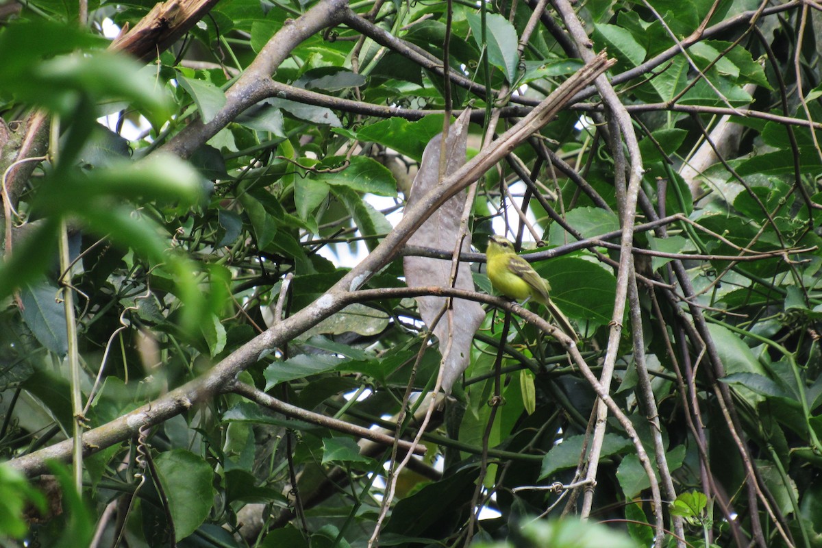 Yellow Tyrannulet - ML622192729