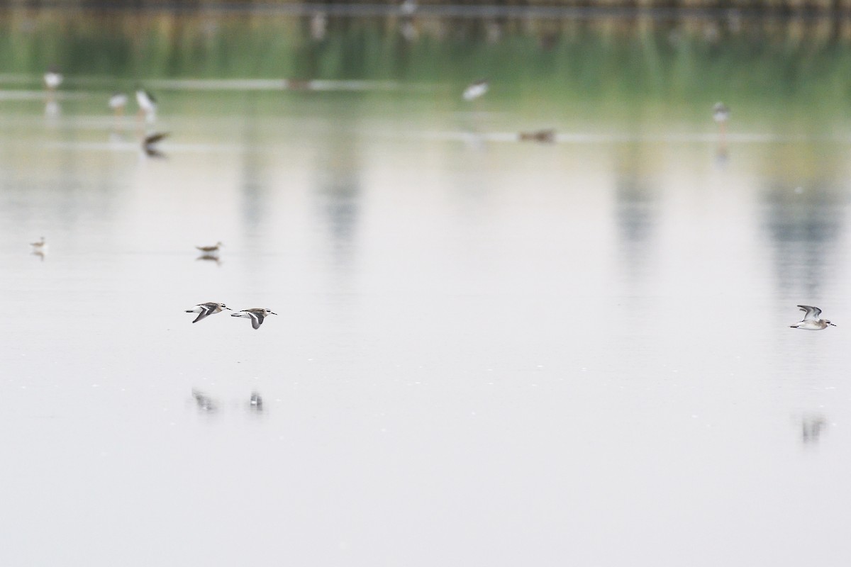 Red-necked Phalarope - ML622192730