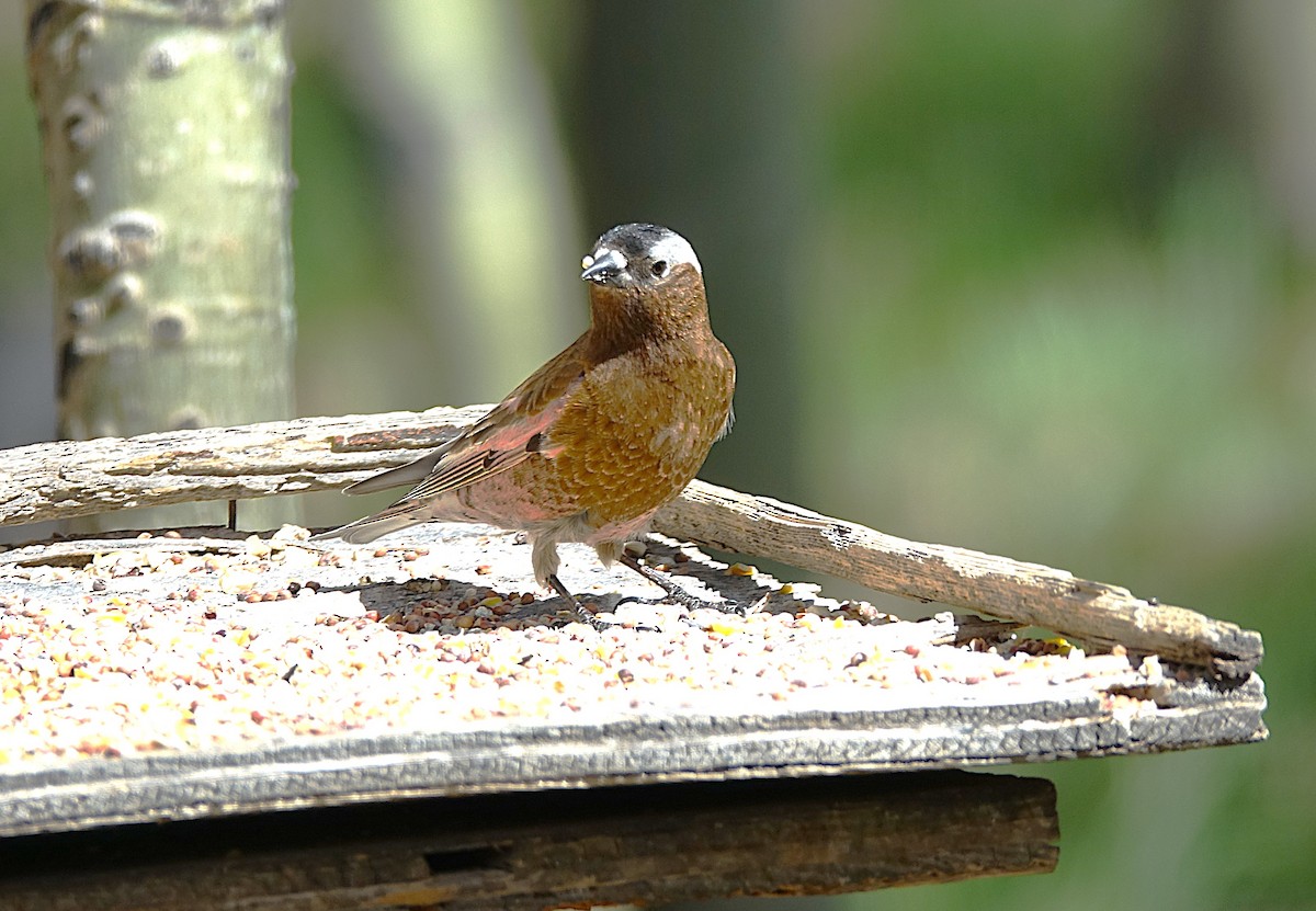 Gray-crowned Rosy-Finch - ML622192731