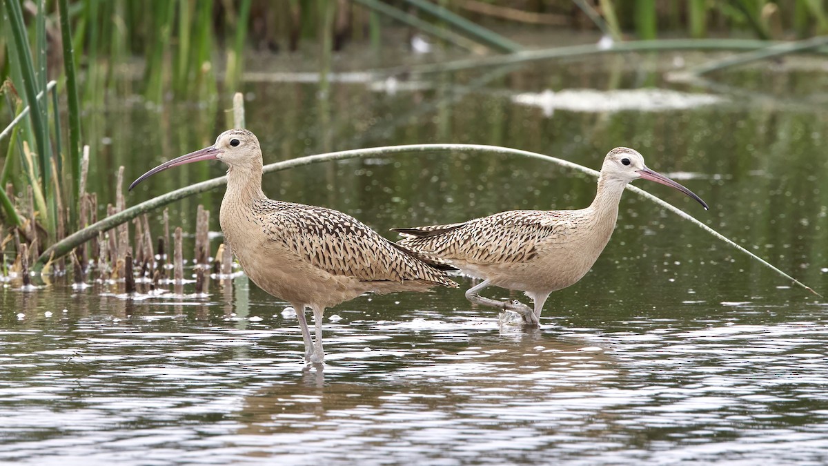 Long-billed Curlew - ML622192732