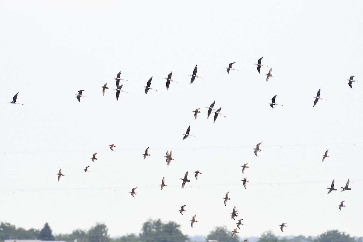 Black-winged Stilt - ML622192733