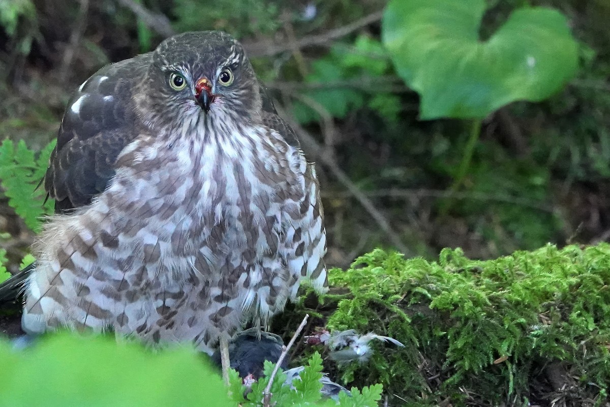 Sharp-shinned Hawk - ML622192734