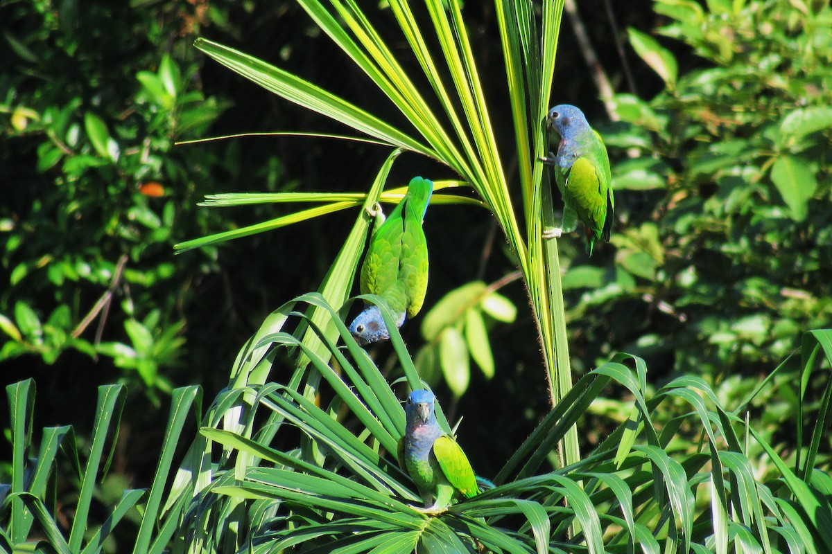 Blue-headed Parrot - ML622192735